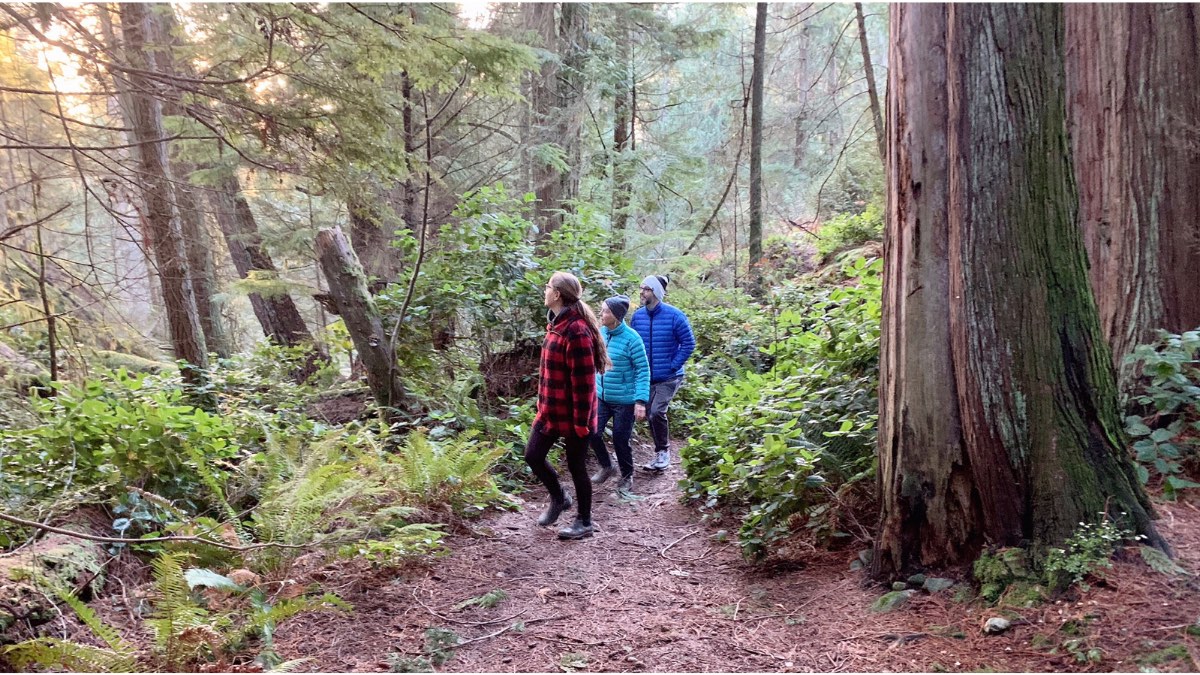 A group of hikers walking in a forest