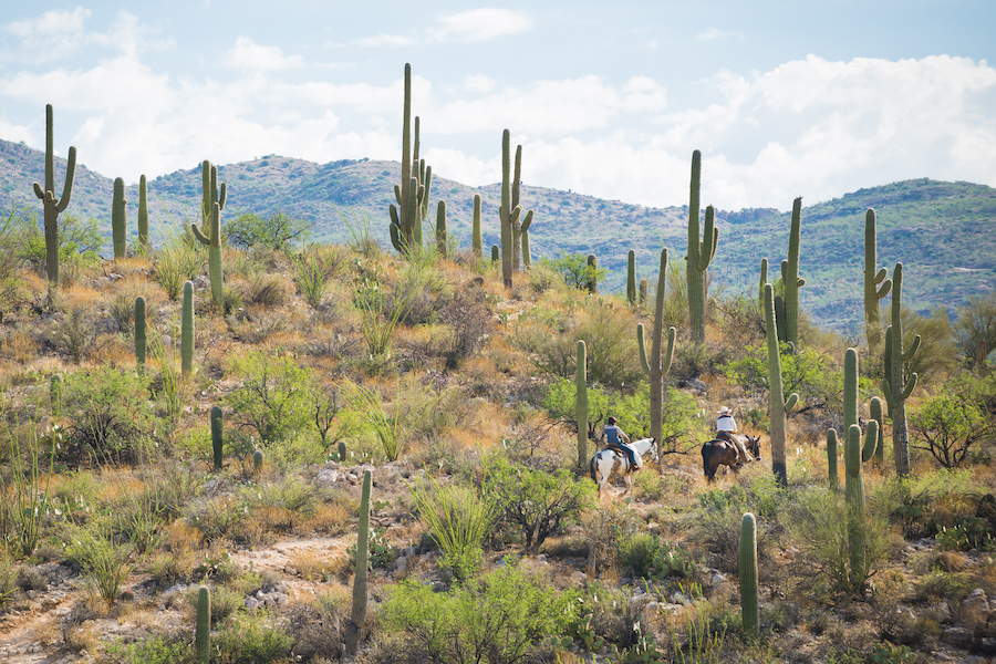 A view from behind of two people in cowboy hats riding horses on a trail in the desert, with tall cacti on both sides of them and low, curved mountains visible in the distance.