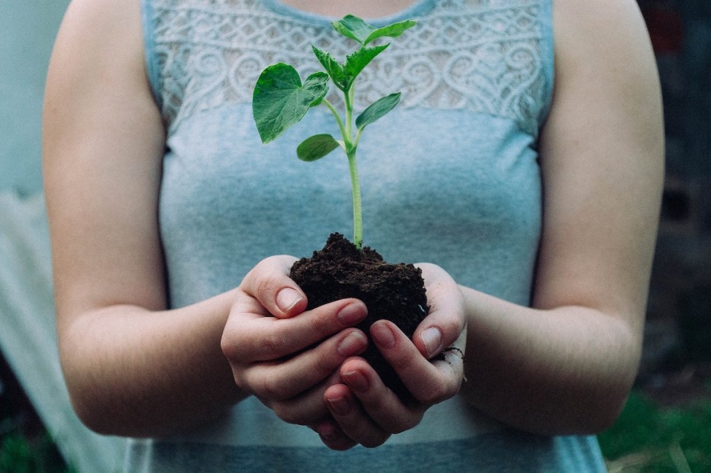 Woman holding green leafed seedling photo