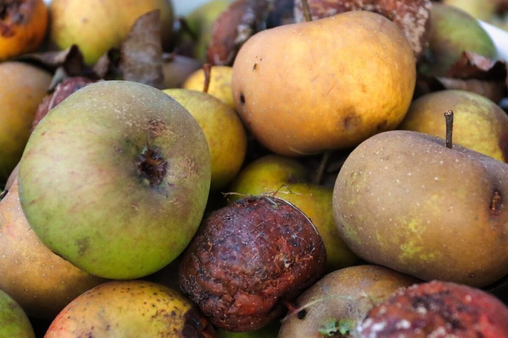 Picture of decomposing apples.