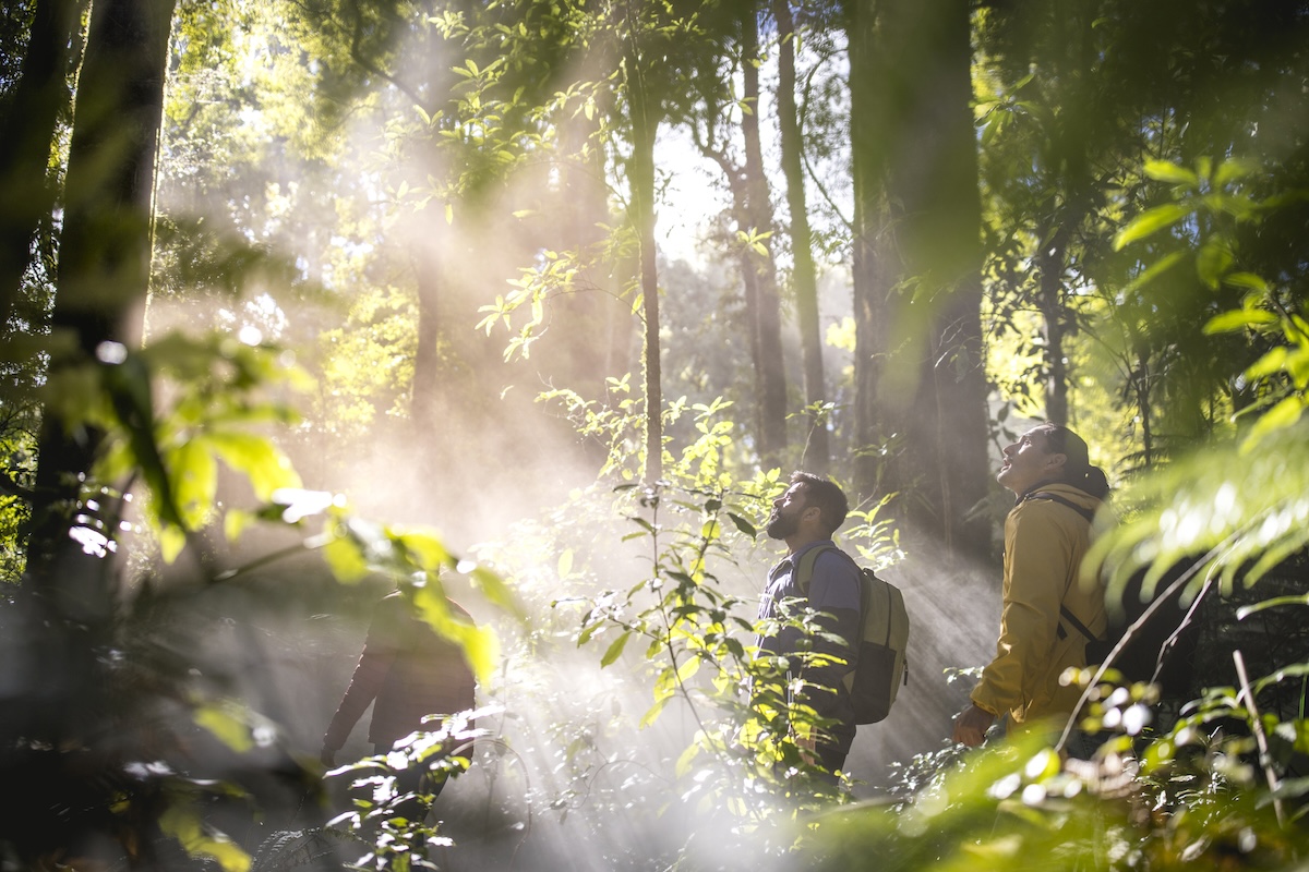 As part of a transformation incentive travel experience in New Zealand, three men trek through a dense rainforest with beams of misty light shining down on them.