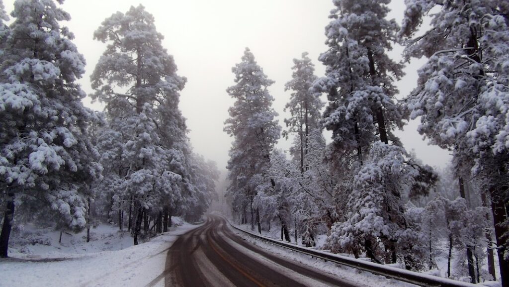 Snow covers tall pine trees on either side of a winding country road.