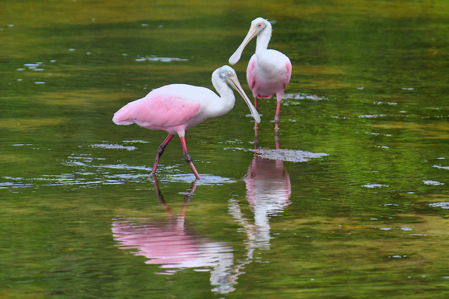 Two large birds with teardrop-shaped bills, white necks, and pink wings stand in a shallow pool of green water.