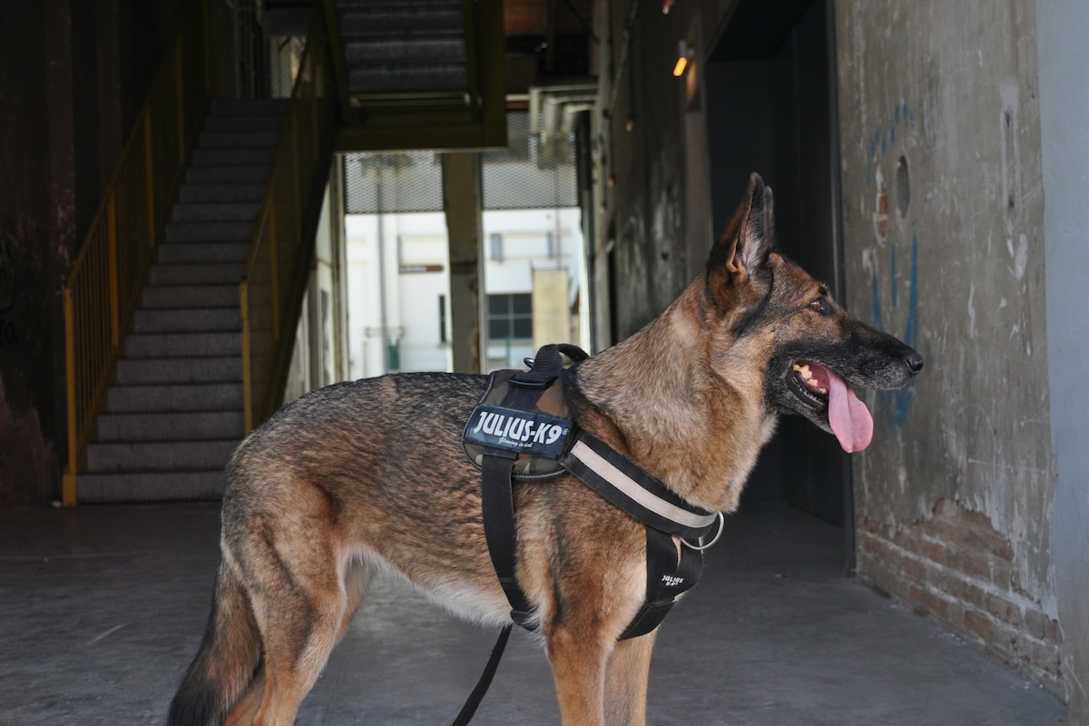 brown and black police german shepherd with black leather harness
