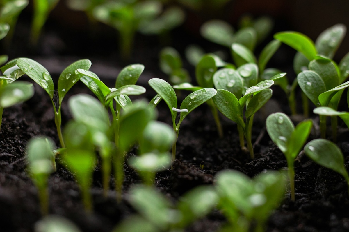 Group of small green plants