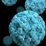 norovirus