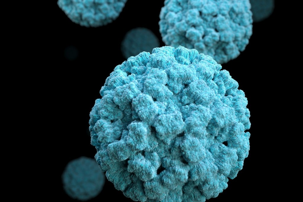 norovirus