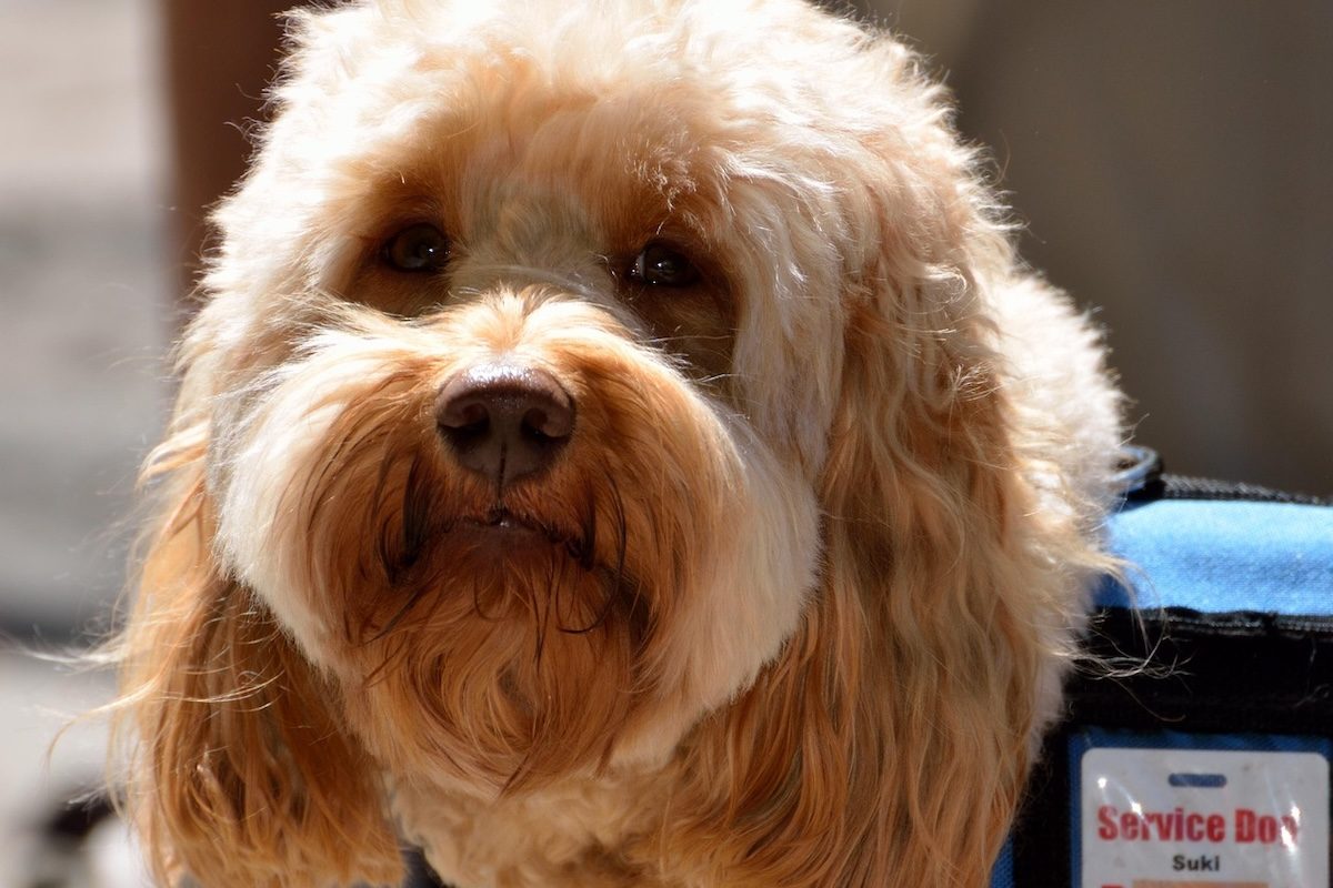 service dog